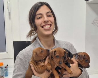 clinica veterinària a Premià de Mar valor respecte