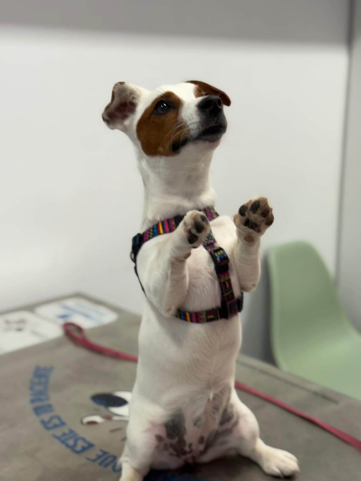 clínica veterinària a Premià de Mar pacient 1