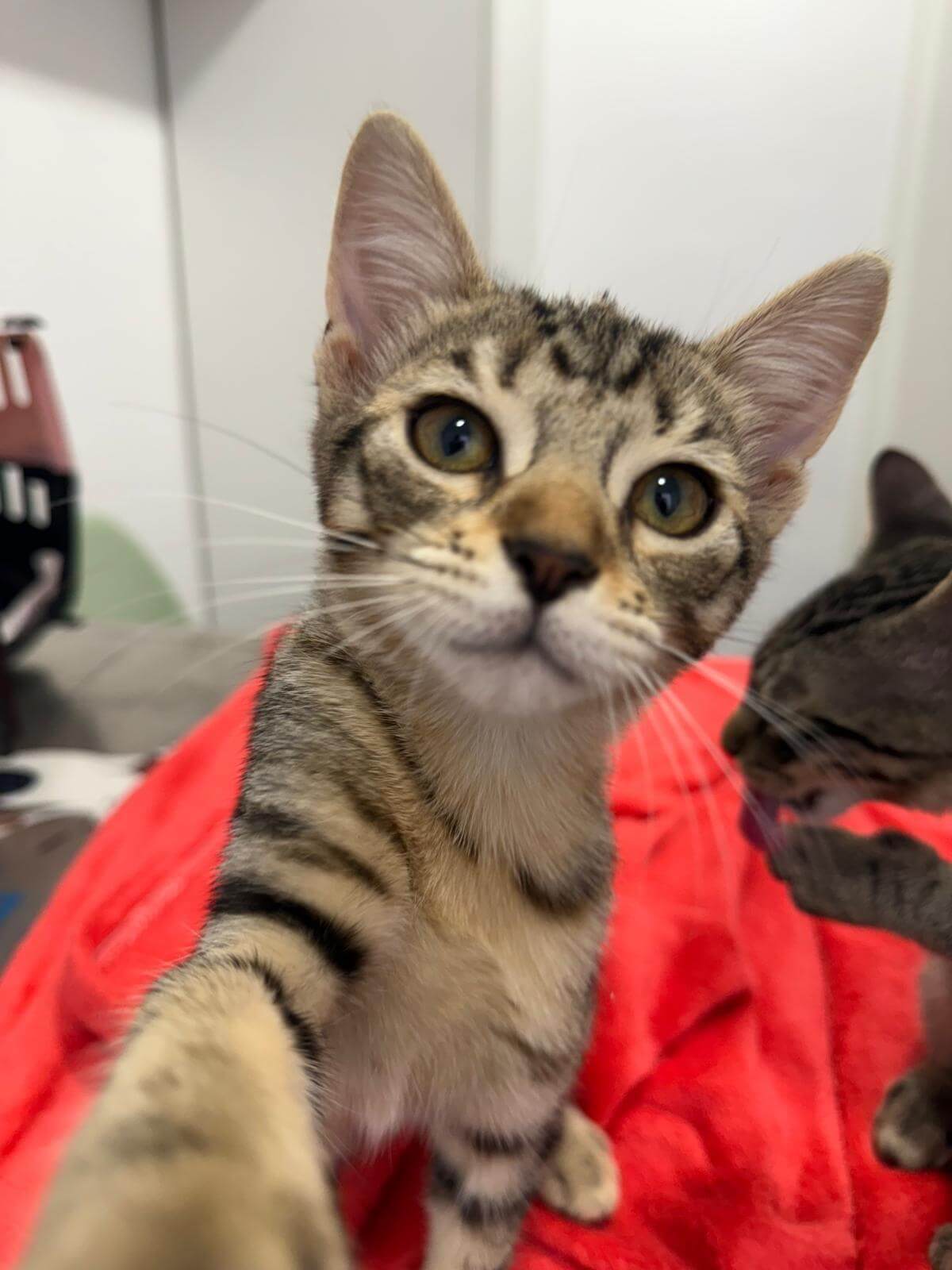 clínica veterinària a Premià de Mar pacient 2