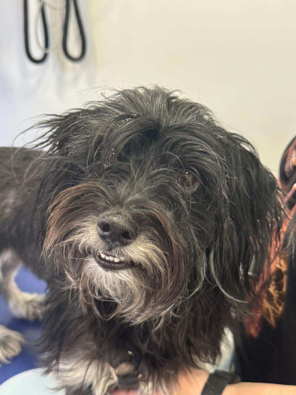 clínica veterinària a Premià de Mar pacient 5
